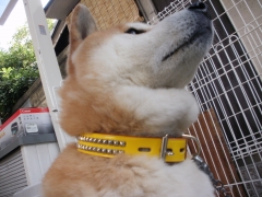 小太郎
